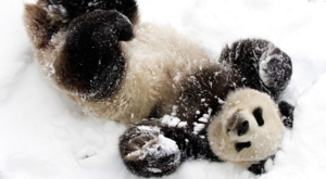 panda playing with snow